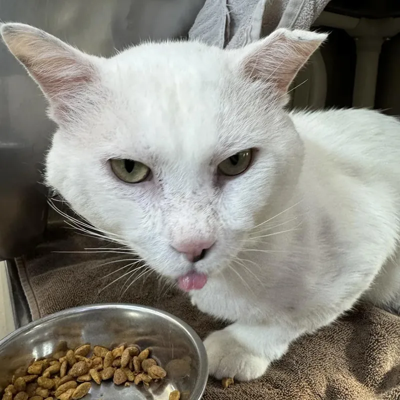An adult large-sized male White Domestic Short Hair cat named Fifa for adoption in Austin, TX