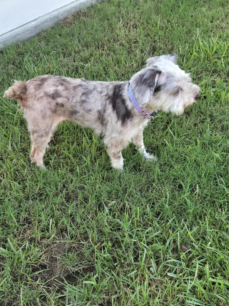 An adult small-sized female Gray / Blue / Silver Schnoodle dog named Dilly for adoption in Baker, LA