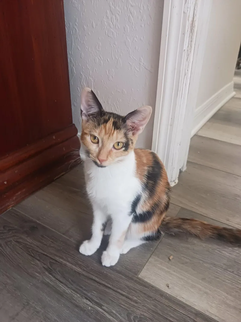 Glinda