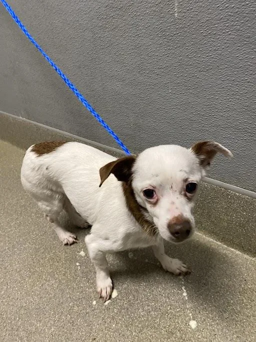 A senior small-sized female Chihuahua dog named Bella for adoption in Las Vegas, NV