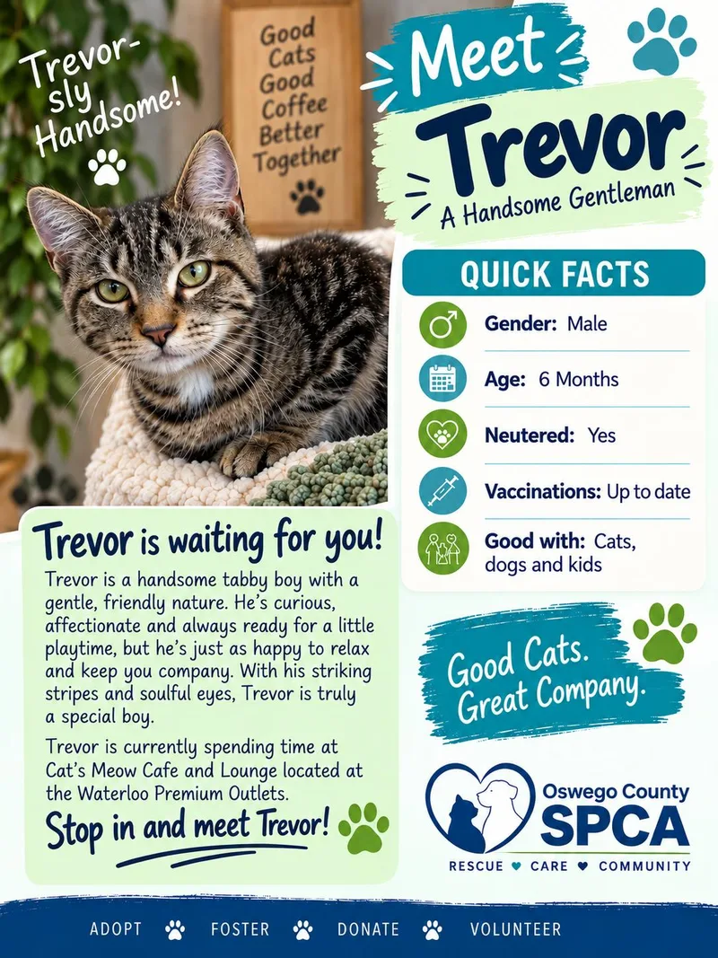 A young medium-sized male Domestic Short Hair cat named Trevor for adoption in Fulton, NY