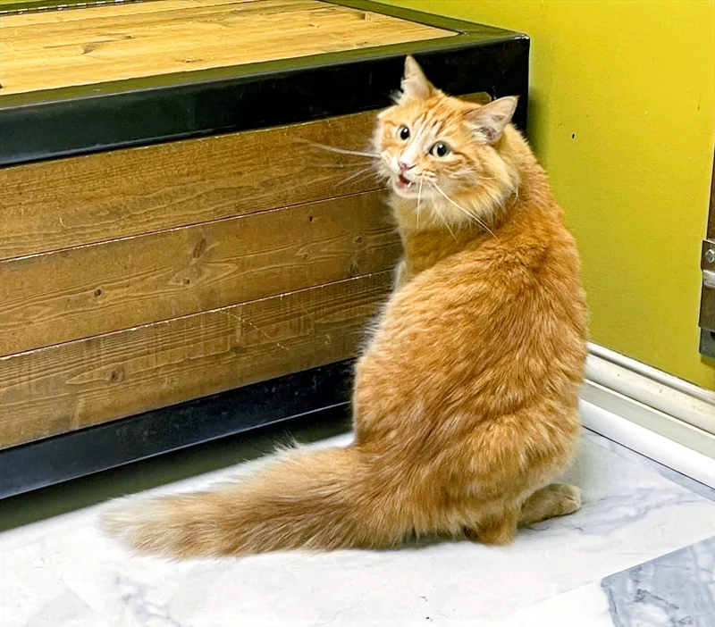 Clementine thumbnail 2