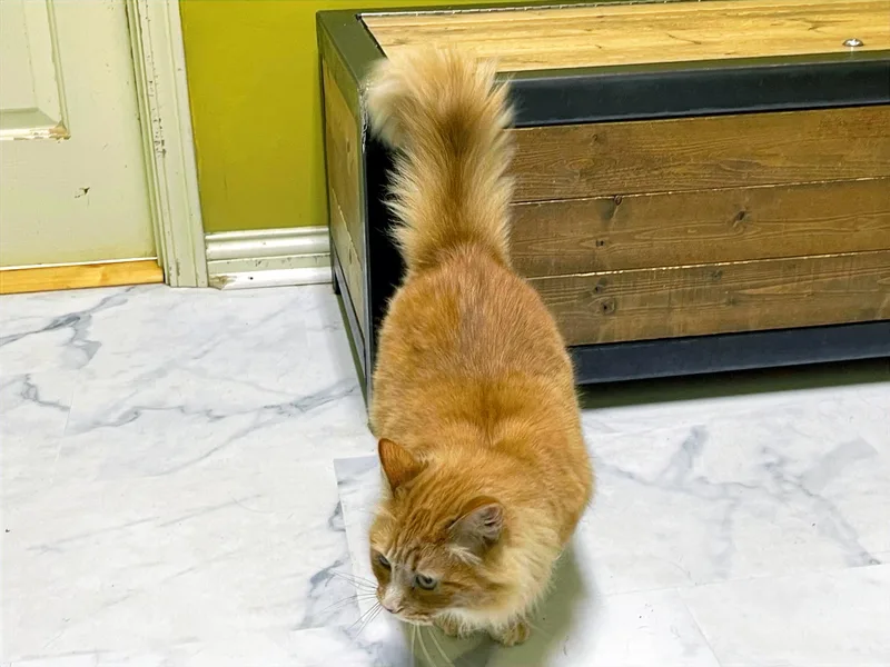 Clementine thumbnail 4