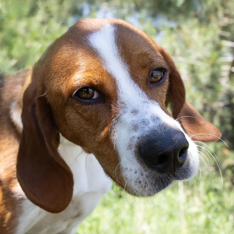 A young medium-sized female Yellow / Tan / Blond / Fawn Hound dog named Wren for adoption in Erie, PA