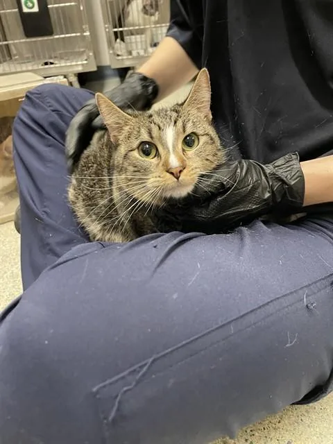 A young medium-sized female Domestic Short Hair cat named Tiki for adoption in Stockton, CA