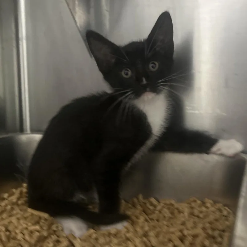 A baby small-sized female Black Domestic Short Hair cat named Wanda for adoption in Pensacola, FL