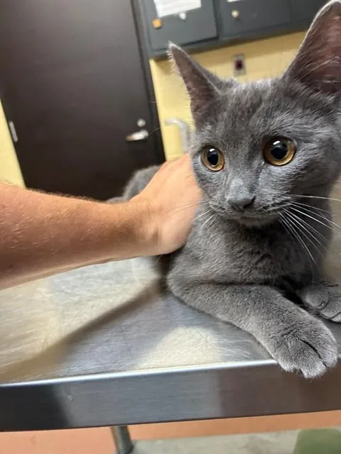 A young medium-sized female Domestic Short Hair cat named Greyby for adoption in Cookeville, TN