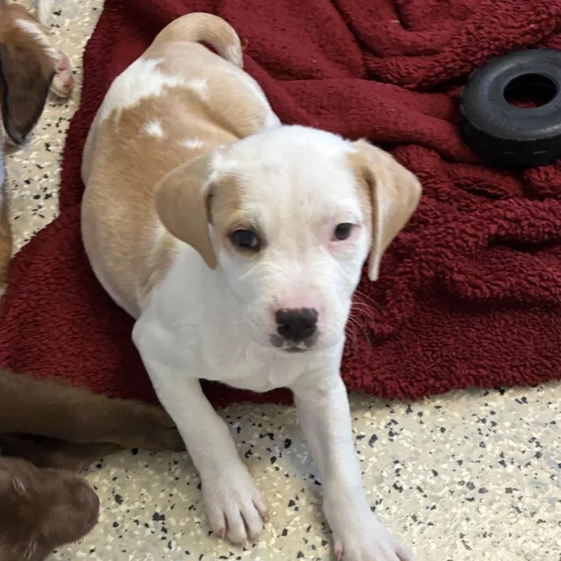 A baby medium-sized male Yellow / Tan / Blond / Fawn Retriever dog named Arnold for adoption in Muncie, IN