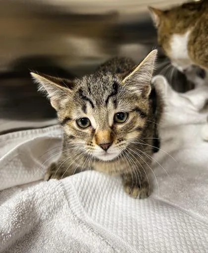 A baby small-sized female Domestic Short Hair cat named Trolly for adoption in Westland, MI