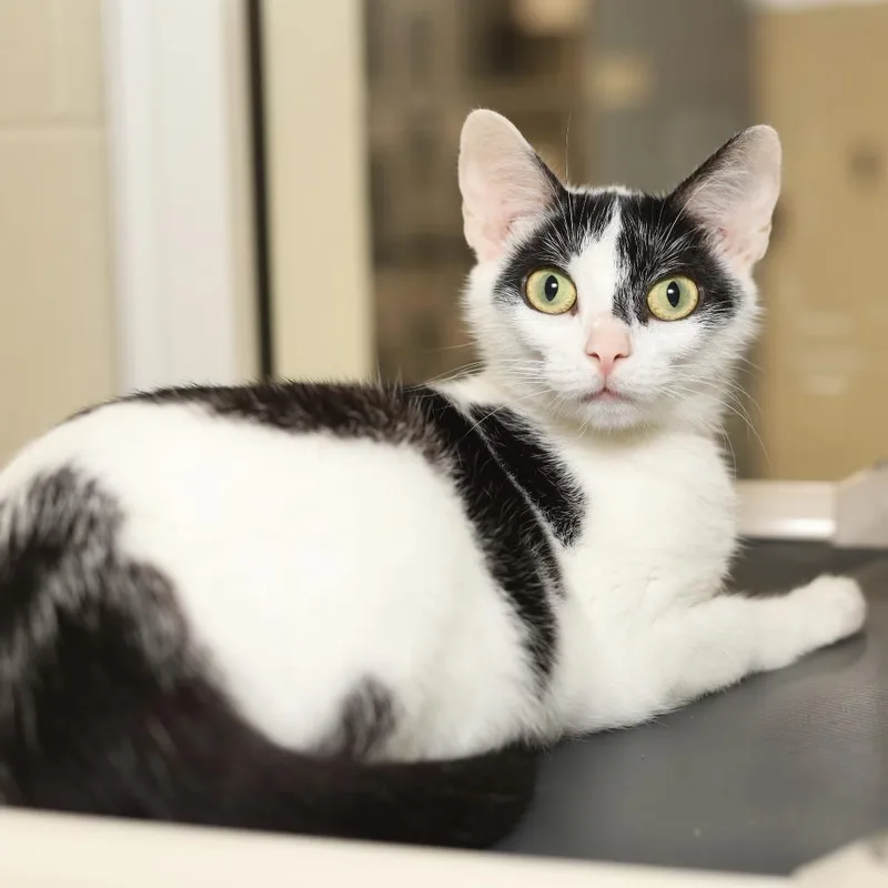 An adult medium-sized female Domestic Short Hair cat named Raggatha for adoption in Evansville, IN