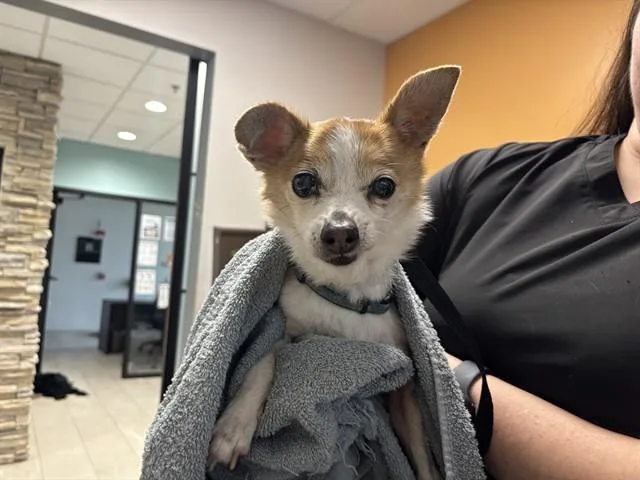 An adult small-sized female Chihuahua dog named Paco for adoption in Garland, TX