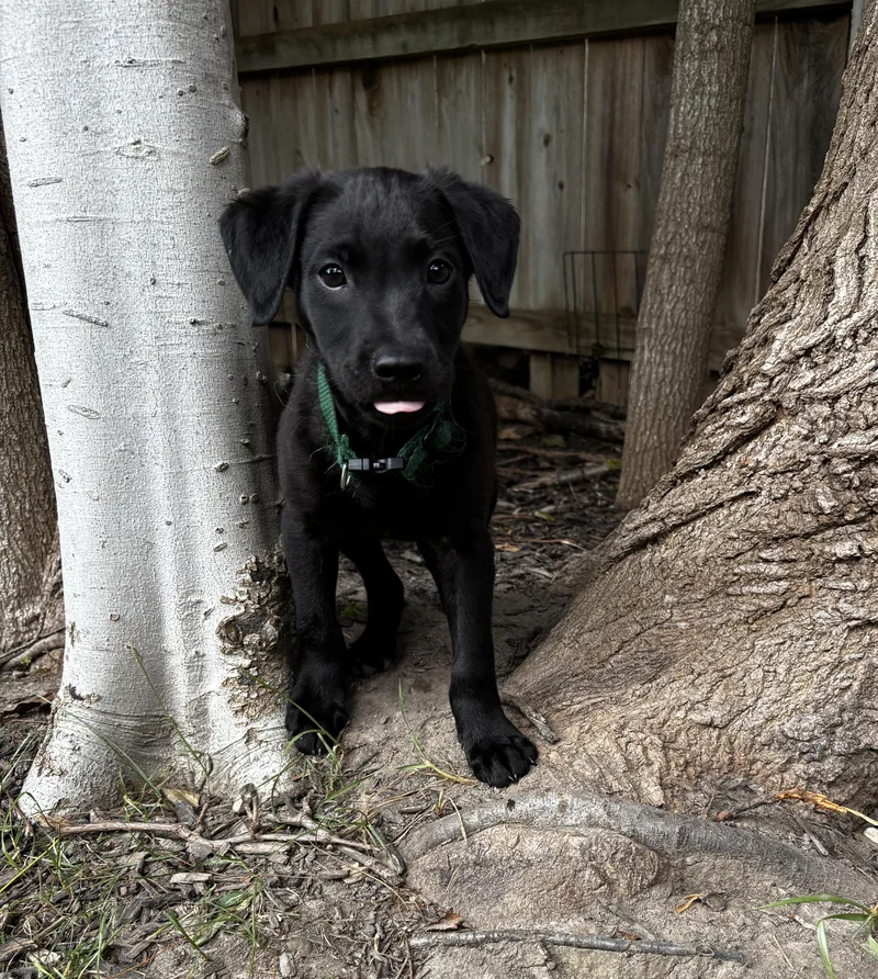 A baby medium-sized male Labrador Retriever dog named Asher for adoption in Lewisville, IN