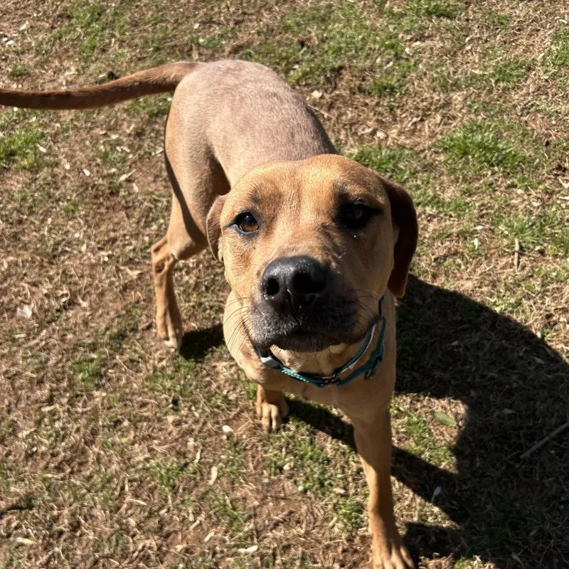 An adult medium-sized female Brown / Chocolate Mixed Breed dog named Arcelia for adoption in Auburn, AL