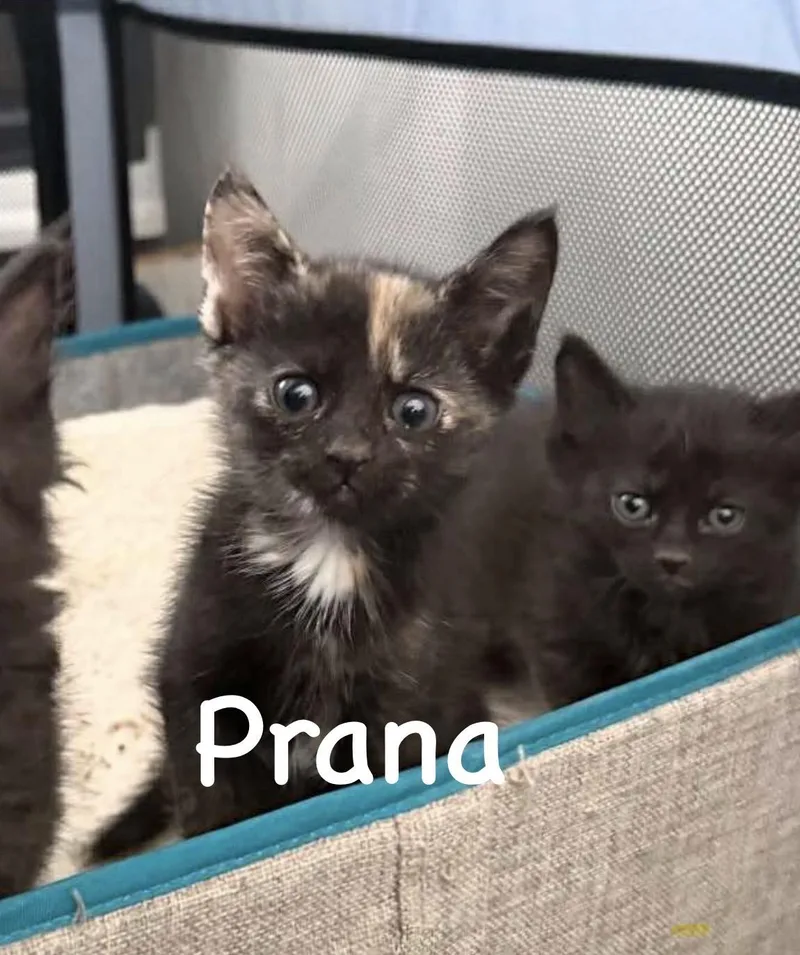 A baby small-sized female Tortoiseshell cat named Prana for adoption in Staten Island, NY