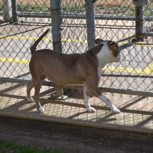 An adult medium-sized female Yellow / Tan / Blond / Fawn American Staffordshire Terrier dog named Me Peaches for adoption in Jackson, LA