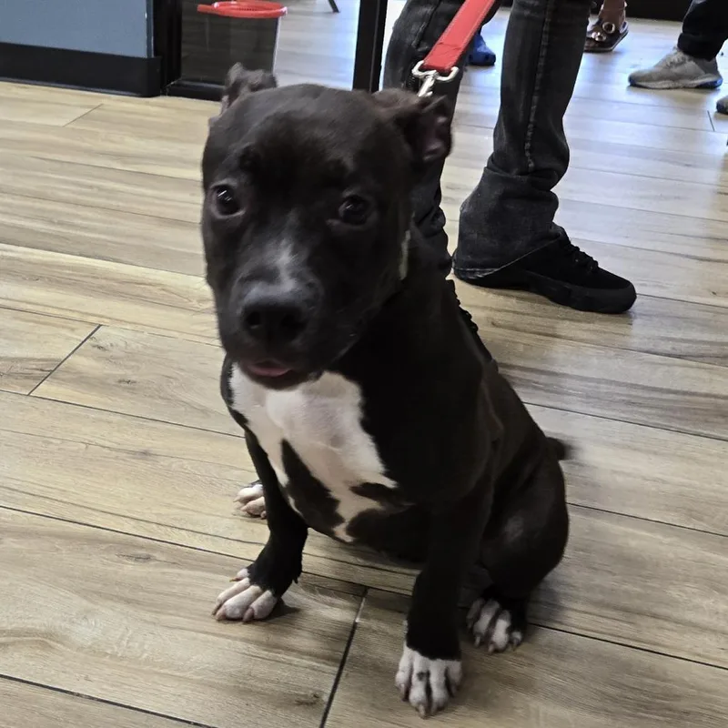 A young medium-sized female Black Pit Bull Terrier dog named Nova for adoption in Newark, NJ