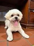 A senior small-sized male Apricot / Beige Shih Tzu dog named Alfie for adoption in Oak Ridge, NJ