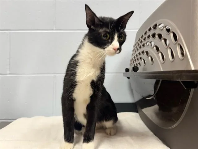A young medium-sized female Domestic Short Hair cat named Kimi for adoption in Ames, IA