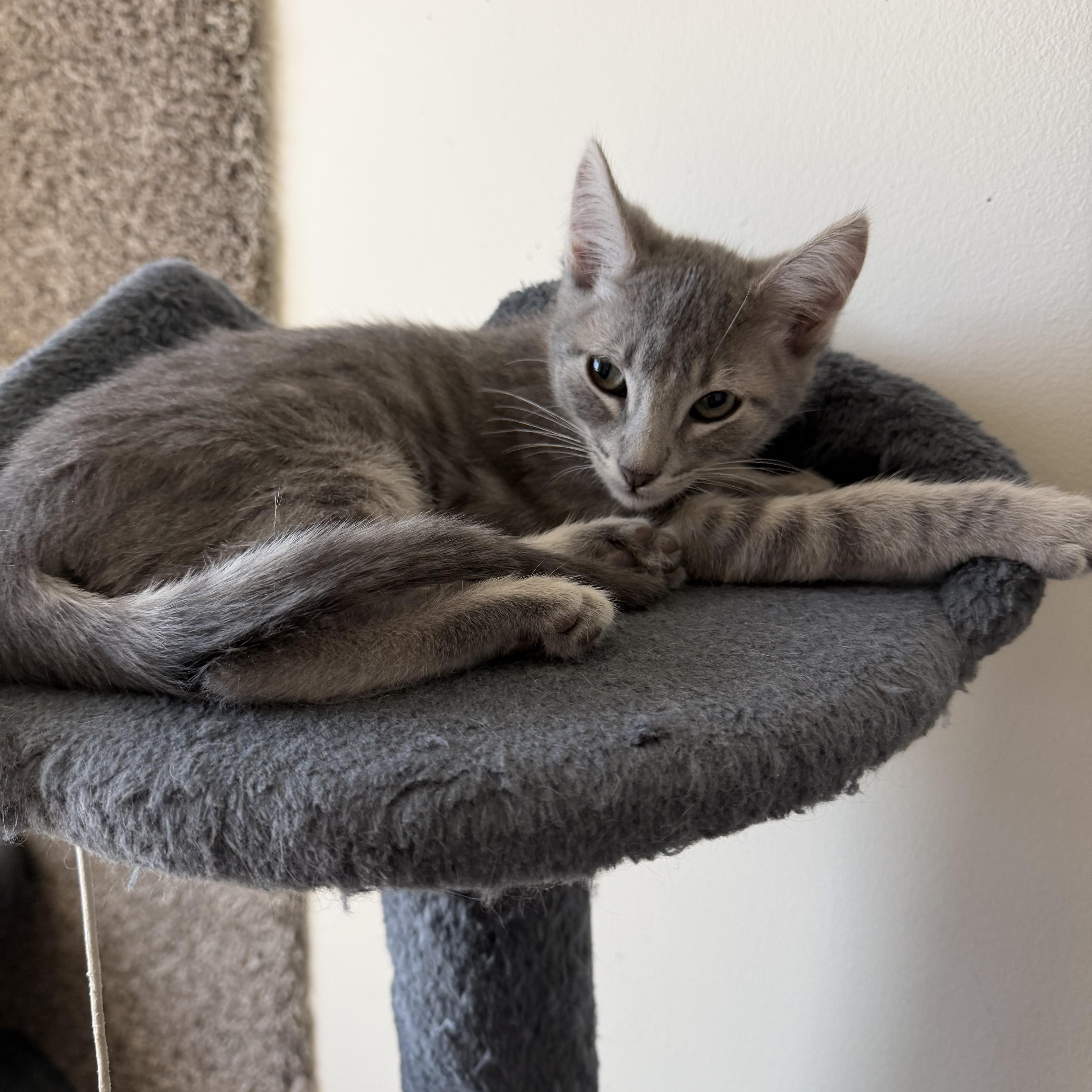 A baby medium-sized male Tabby cat named Megumi for adoption in Midvale, UT