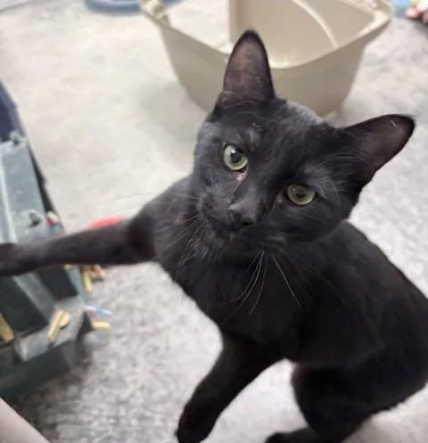 A baby large-sized male Domestic Medium Hair cat named Ares for adoption in Ogdensburg, NY