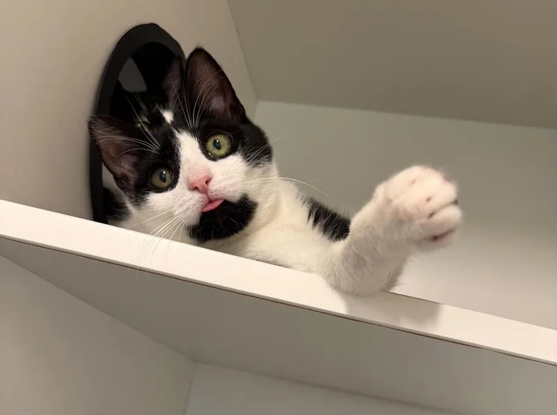 Schuyler thumbnail 3