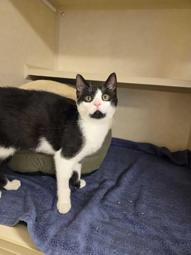 Schuyler thumbnail 4