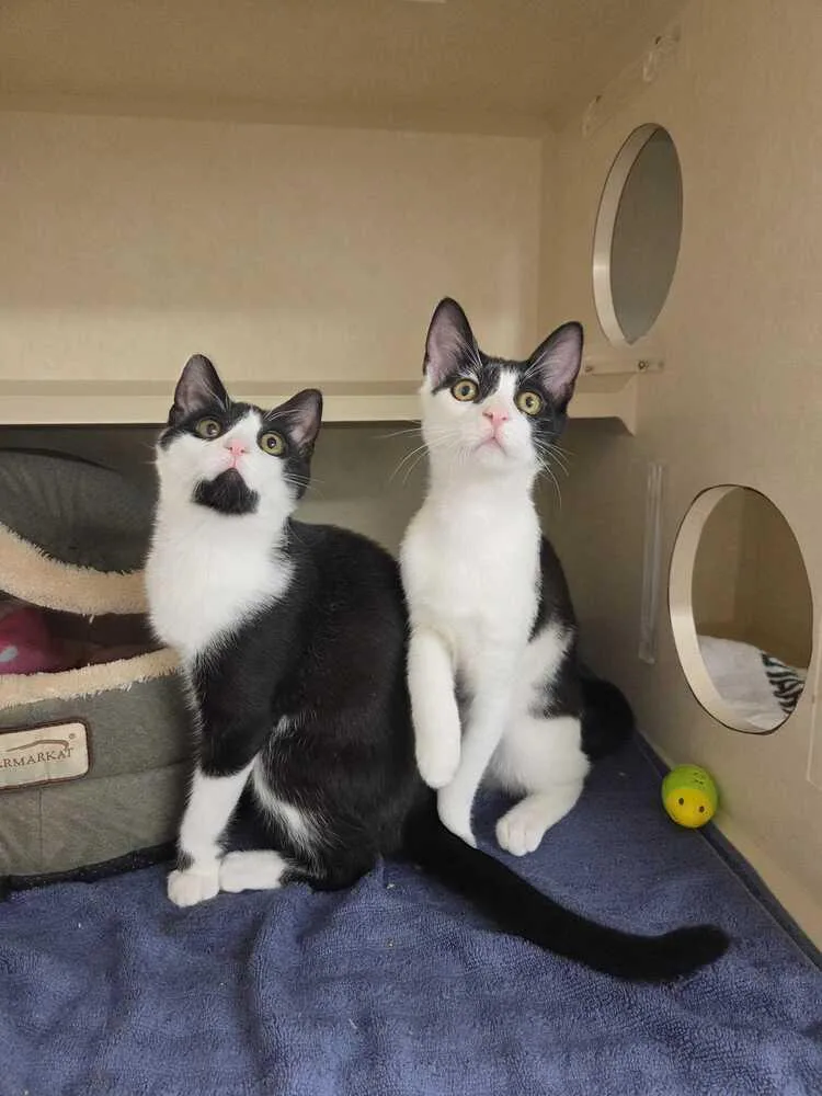 Schuyler thumbnail 5