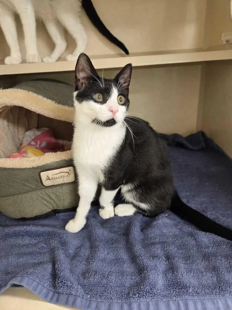 A baby medium-sized female Domestic Short Hair cat named Schuyler for adoption in Elmsford, NY