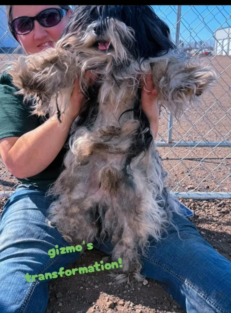 Gizmo
