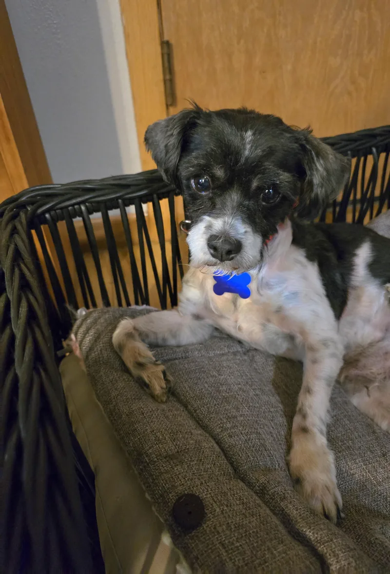 Gizmo thumbnail 2