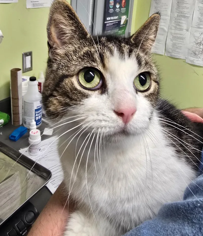 An adult large-sized female Domestic Short Hair cat named Cleo for adoption in Auburn, IN