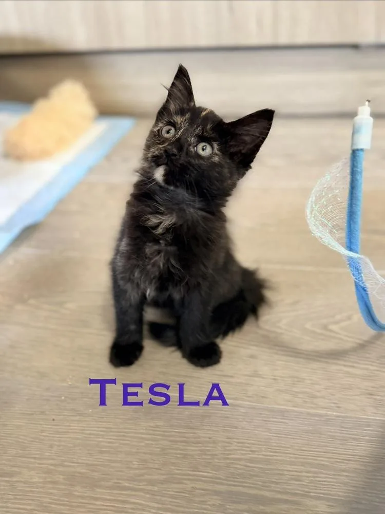 Tesla thumbnail 2
