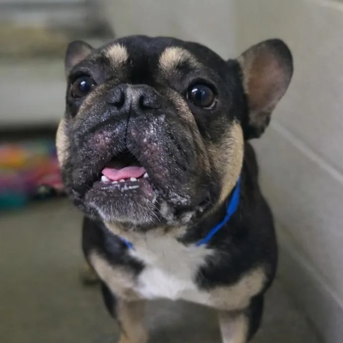 An adult small-sized male Black French Bulldog dog named Milo for adoption in San Jacinto, CA