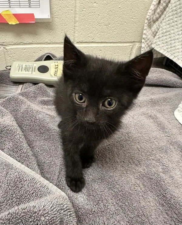 A baby small-sized male Domestic Short Hair cat named Harvey for adoption in Santa Rosa, CA