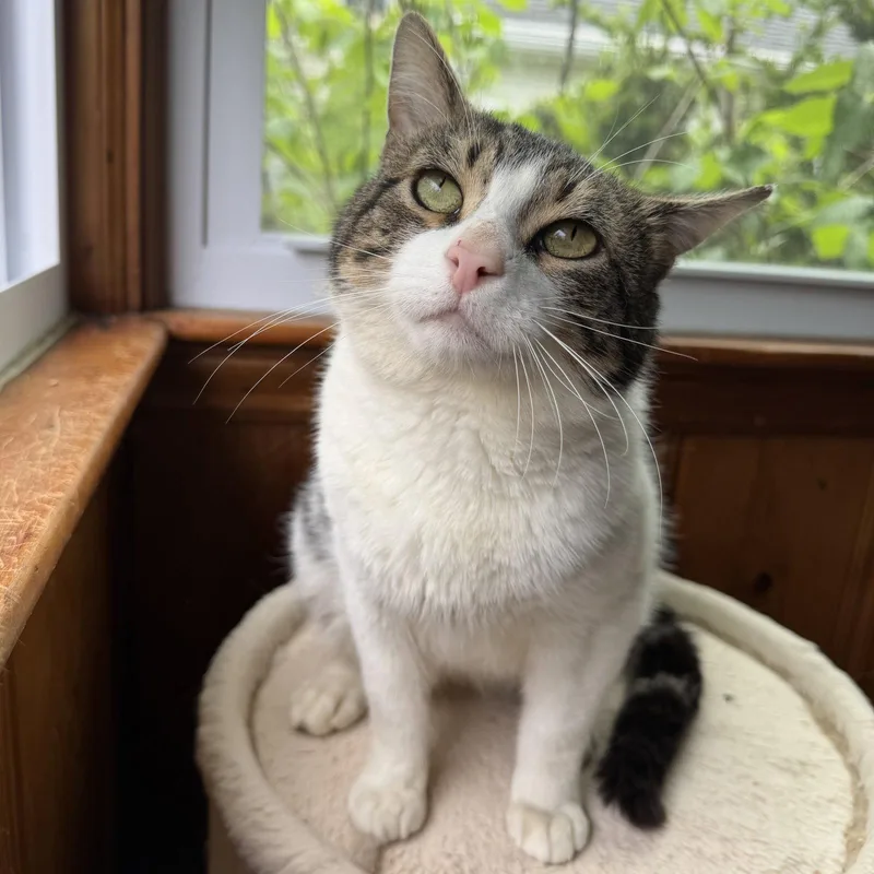 An adult medium-sized male Domestic Short Hair cat named Forest for adoption in Rochester, NY