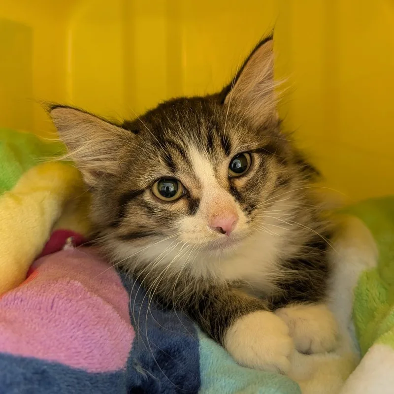 A baby small-sized male Domestic Medium Hair cat named Oyster for adoption in Emporia, KS