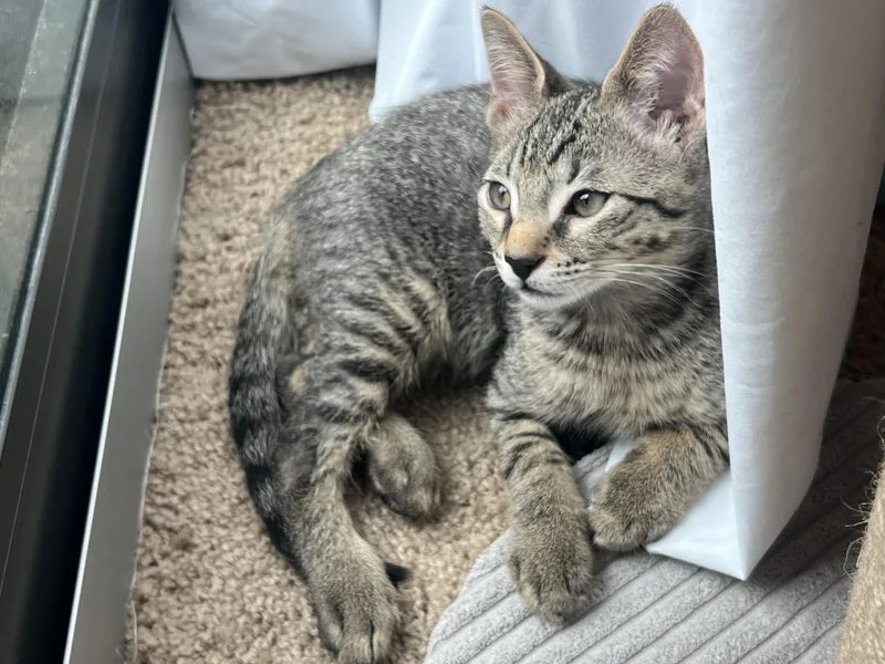 A baby small-sized male Buff / Tan / Fawn Tabby cat named Milo for adoption in Boca Raton, FL