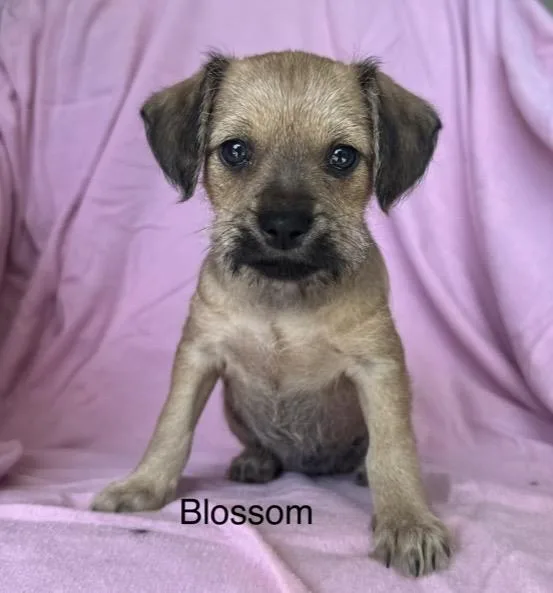 A baby small-sized female Brown / Chocolate Terrier dog named Blossom for adoption in Santa Rosa, CA