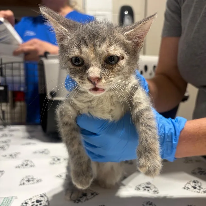 A baby small-sized female Domestic Short Hair cat named Dallas for adoption in Milton, FL