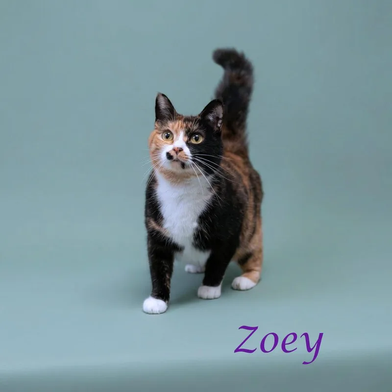 Zoey C thumbnail 2