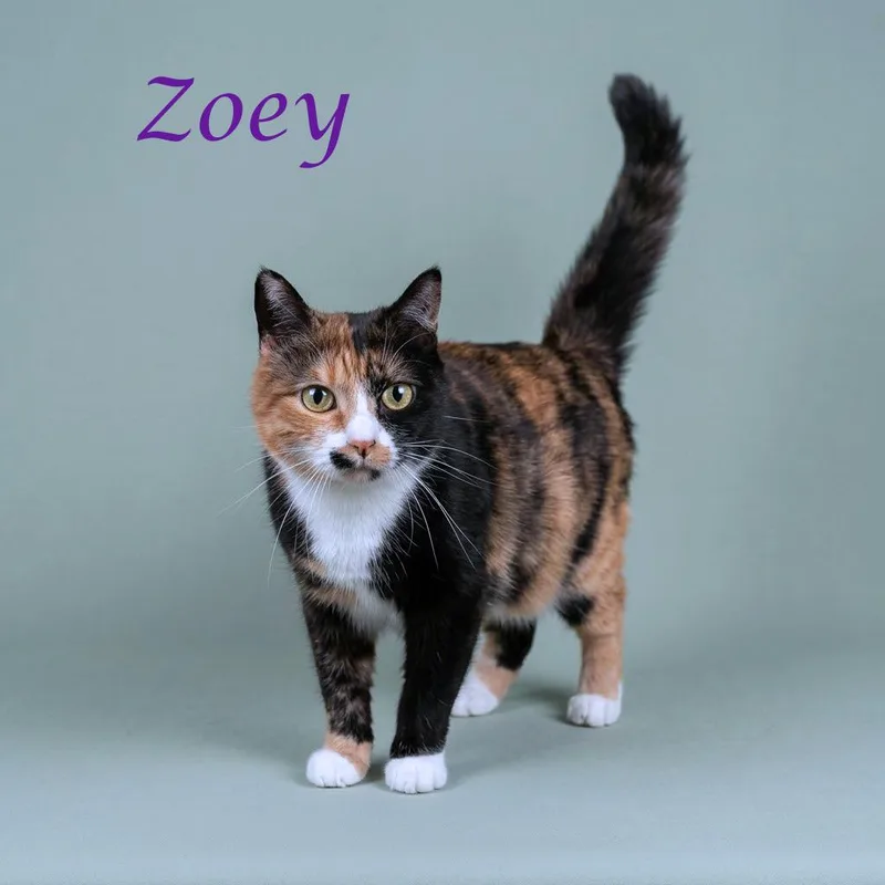 Zoey C thumbnail 3