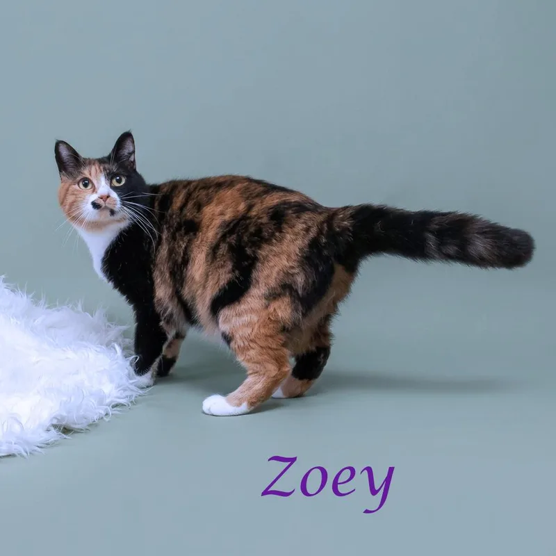 Zoey C thumbnail 4
