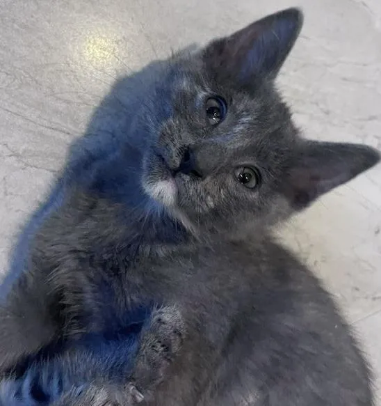 A baby small-sized female Domestic Short Hair cat named Isabelle for adoption in Camarillo, CA