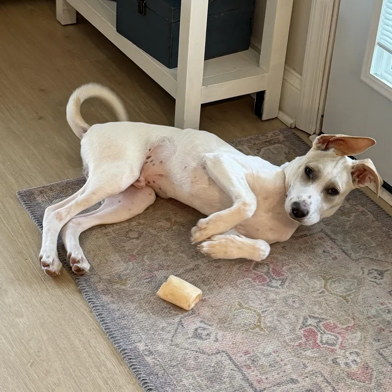 A baby large-sized male White / Cream Mixed Breed dog named Hayden for adoption in Baldwin, MD