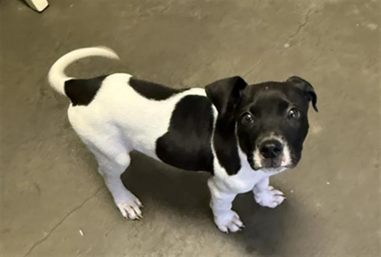 A baby small-sized female Pit Bull Terrier dog named Bestie for adoption in Tulsa, OK