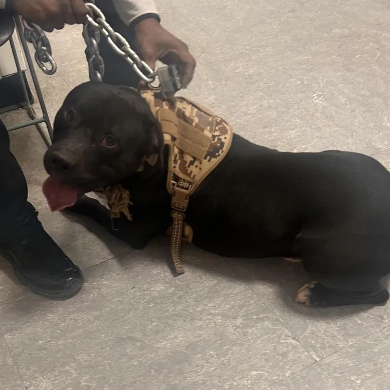 Chevy Chase thumbnail 2