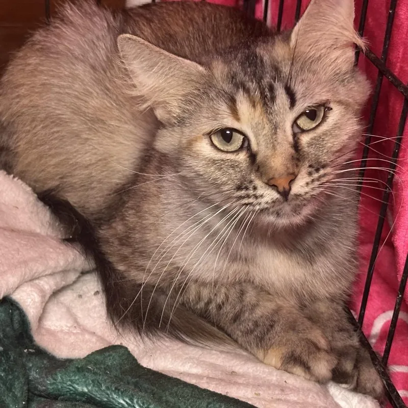 An adult small-sized female Tortoiseshell Domestic Medium Hair cat named Francisco for adoption in Pittsburg, KS