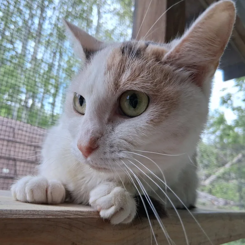 An adult small-sized female Calico Domestic Short Hair cat named Piper for adoption in Middlebury, VT