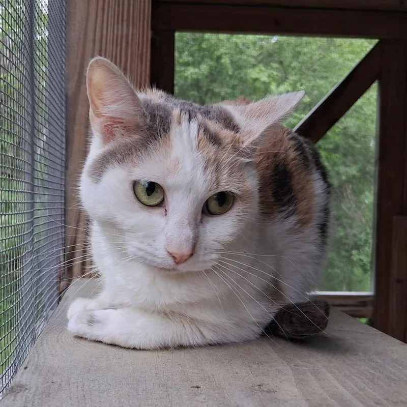Piper thumbnail 3