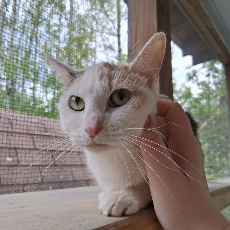 Piper thumbnail 5